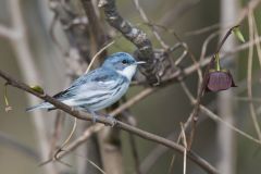 Cerulean Warbler, Setophaga cerulea