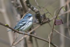 Cerulean Warbler, Setophaga cerulea