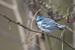 Cerulean Warbler, Setophaga cerulea