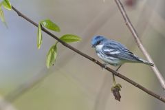 Cerulean Warbler, Setophaga cerulea