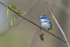 Cerulean Warbler, Setophaga cerulea