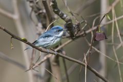 Cerulean Warbler, Setophaga cerulea