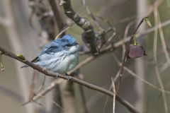 Cerulean Warbler, Setophaga cerulea