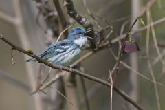 Cerulean Warbler, Setophaga cerulea