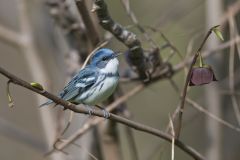 Cerulean Warbler, Setophaga cerulea