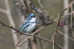 Cerulean Warbler, Setophaga cerulea