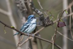 Cerulean Warbler, Setophaga cerulea