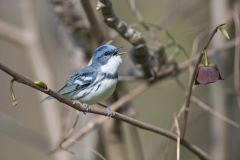 Cerulean Warbler, Setophaga cerulea