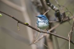 Cerulean Warbler, Setophaga cerulea