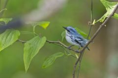 Cerulean Warbler, Setophaga cerulea