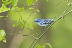 Cerulean Warbler, Setophaga cerulea