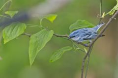 Cerulean Warbler, Setophaga cerulea