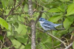 Cerulean Warbler, Setophaga cerulea