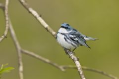 Cerulean Warbler, Setophaga cerulea