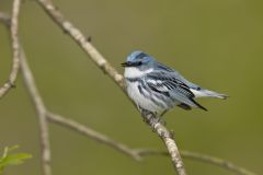 Cerulean Warbler, Setophaga cerulea