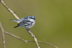 Cerulean Warbler, Setophaga cerulea