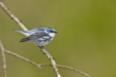 Cerulean Warbler, Setophaga cerulea