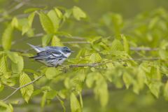 Cerulean Warbler, Setophaga cerulea