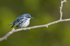 Cerulean Warbler, Setophaga cerulea