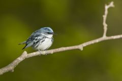 Cerulean Warbler, Setophaga cerulea