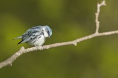 Cerulean Warbler, Setophaga cerulea