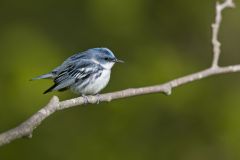 Cerulean Warbler, Setophaga cerulea