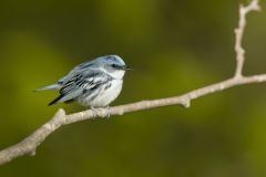 Cerulean Warbler, Setophaga cerulea