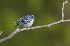 Cerulean Warbler, Setophaga cerulea