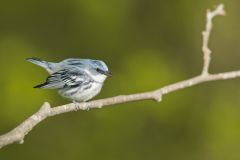 Cerulean Warbler, Setophaga cerulea