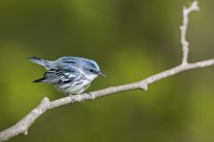 Cerulean Warbler, Setophaga cerulea