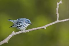 Cerulean Warbler, Setophaga cerulea