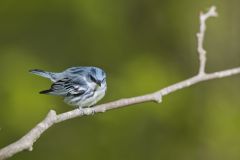 Cerulean Warbler, Setophaga cerulea