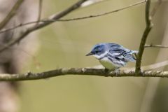 Cerulean Warbler, Setophaga cerulea