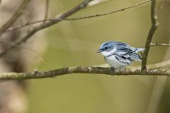 Cerulean Warbler, Setophaga cerulea