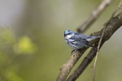 Cerulean Warbler, Setophaga cerulea