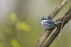 Cerulean Warbler, Setophaga cerulea