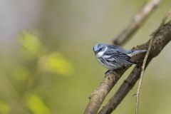 Cerulean Warbler, Setophaga cerulea