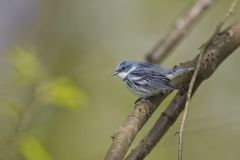 Cerulean Warbler, Setophaga cerulea