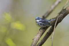 Cerulean Warbler, Setophaga cerulea