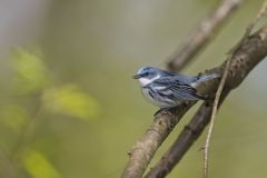 Cerulean Warbler, Setophaga cerulea