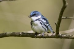 Cerulean Warbler, Setophaga cerulea