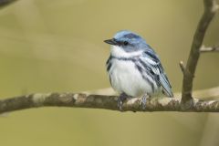 Cerulean Warbler, Setophaga cerulea