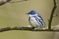 Cerulean Warbler, Setophaga cerulea