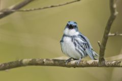 Cerulean Warbler, Setophaga cerulea