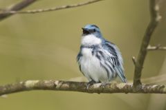 Cerulean Warbler, Setophaga cerulea