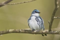 Cerulean Warbler, Setophaga cerulea