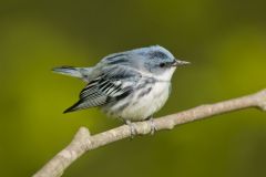 Cerulean Warbler, Setophaga cerulea