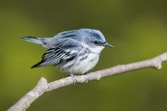 Cerulean Warbler, Setophaga cerulea