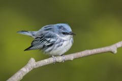 Cerulean Warbler, Setophaga cerulea