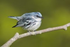 Cerulean Warbler, Setophaga cerulea